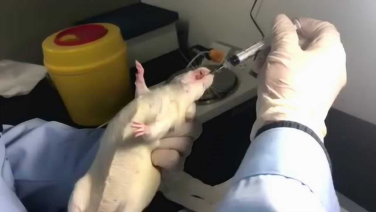 大鼠灌胃教学视频_高清