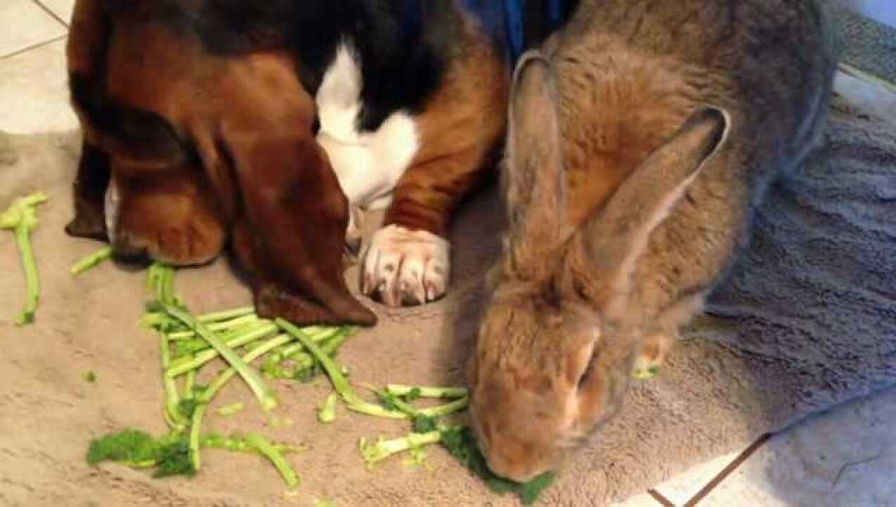 当你家里同时养着汪星人跟兔子,是不是会出现这种情形