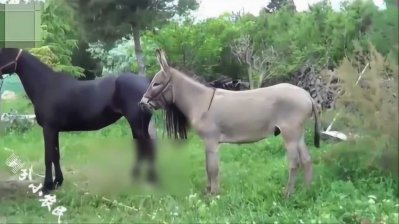 小公驴看到拴着的大母马，接下来一幕农场主看愣住了_腾讯视频