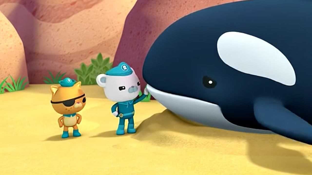 海底小纵队第四季之与大虎鲸