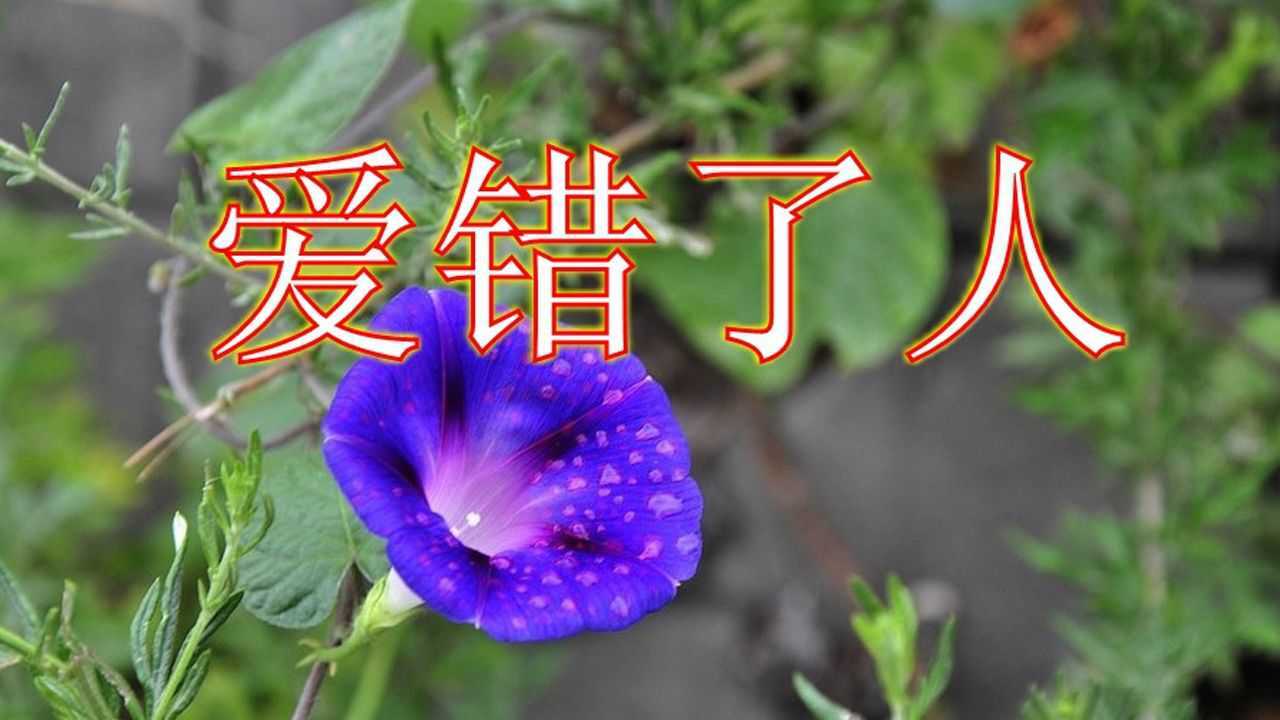 一首《爱错了人》明知爱错了,还是忘不了!