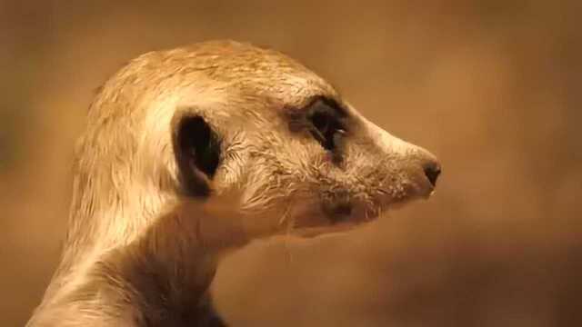 猫鼬——最帅的蒙哥 下