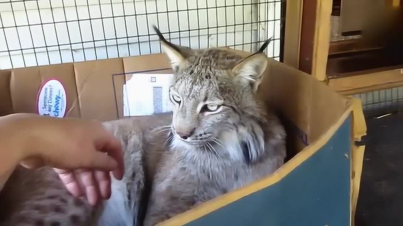 加拿大猞猁坐在纸箱里,像坐在龙椅上,眼珠如豆,表情搞怪可笑