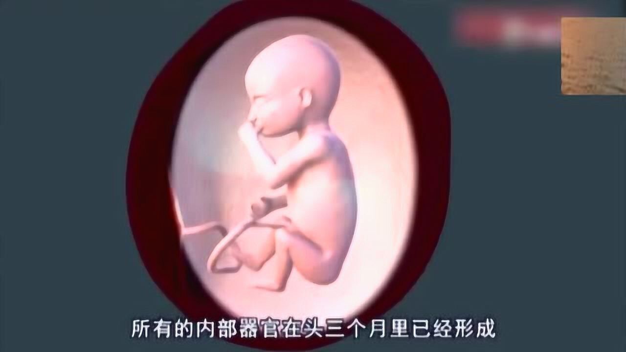 宝宝在妈妈肚子里的神奇生长过程！看一遍震撼一遍！_高清