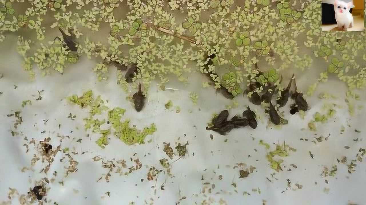 荷花塘里的蝌蚪 小蝌蚪要长大 蝌蚪变青蛙小青蛙!