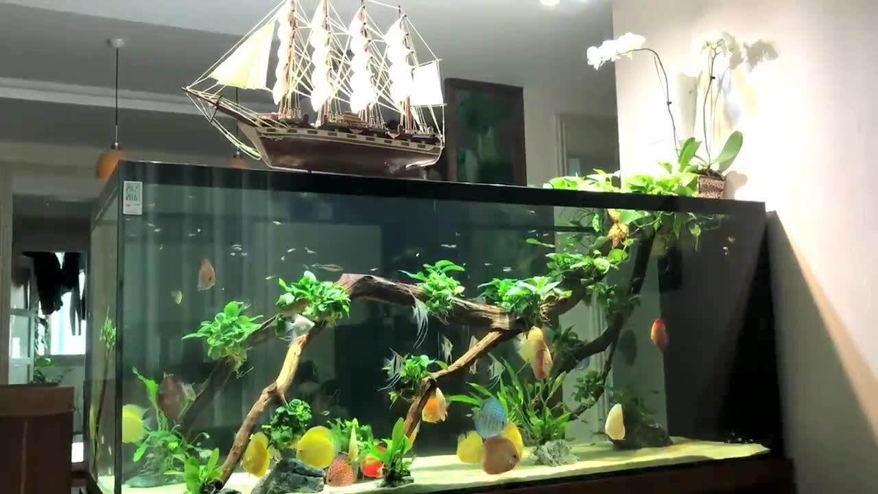 7天造景 七彩神仙鱼