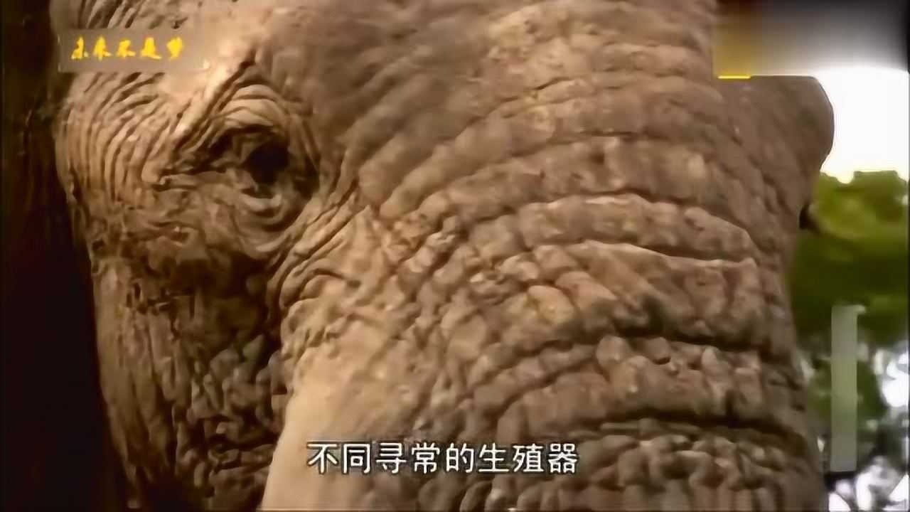大象的繁殖方式让人感觉不可思议，涨见识了_高清