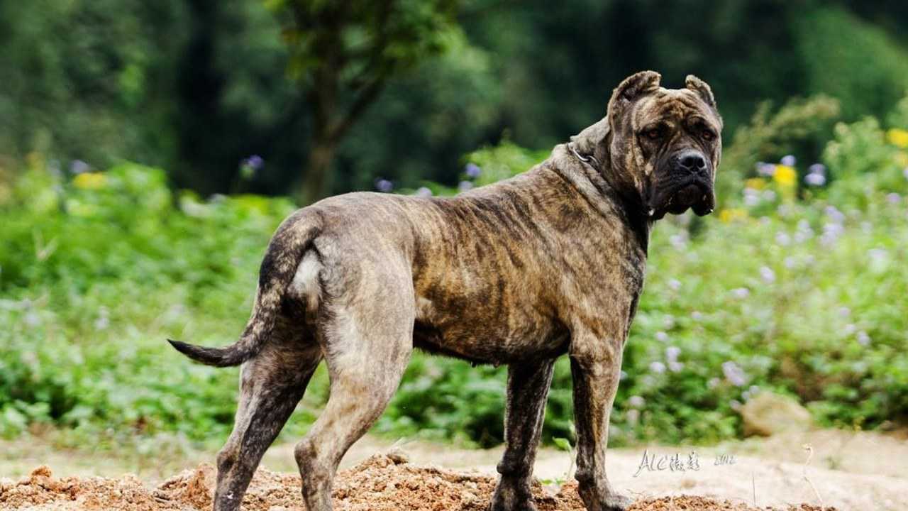 两条超巨型的加纳利犬,体型彪悍,秒杀比特藏獒@大自然传奇app内打开