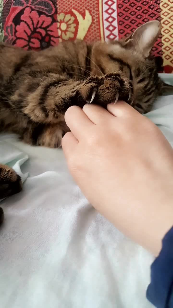 挠我 还要配上无影脚 真是病好了