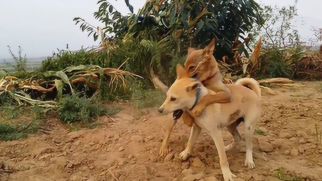 好凶猛的土狗打架!_腾讯视频