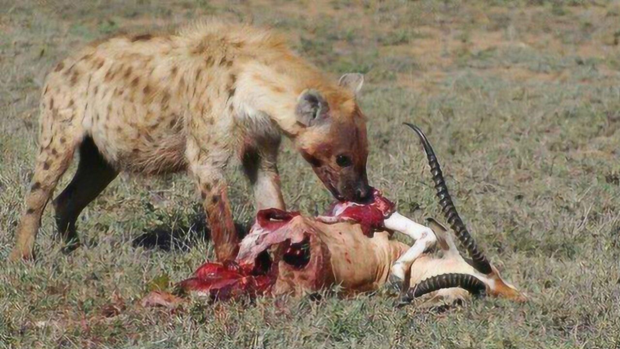 鬣狗被称为掏肛兽活吃斑羚 隔着屏幕都疼!