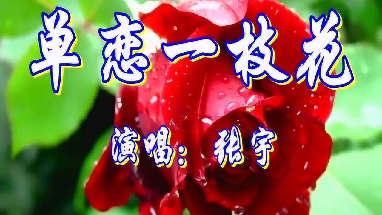 张宇《单恋一枝花》真好听