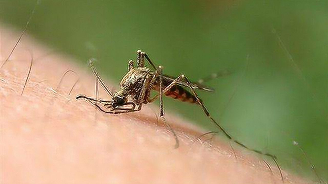 为什么泰国少有蚊子?今天可算知道了