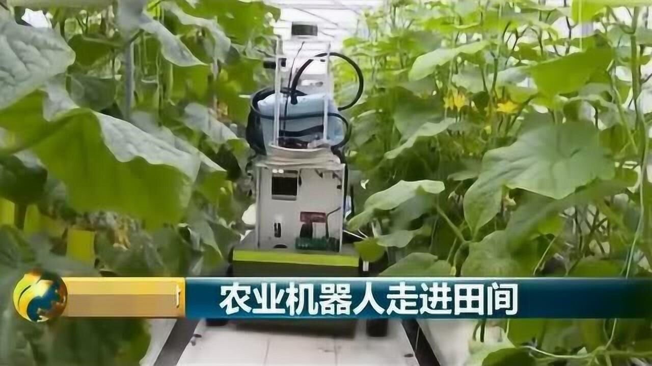 中國發明農業機器人摘黃瓜,從播種到採摘,機器人都能獨自完成