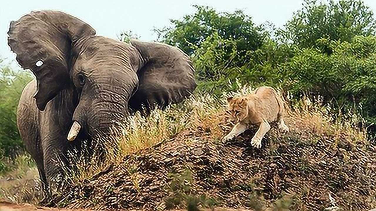 大象踩死狮子图片