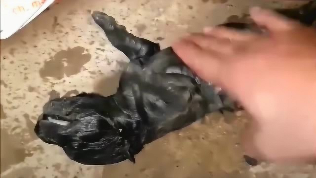 狗窝被雨水灌满，狗妈妈舍命救出孩子，太感动了！