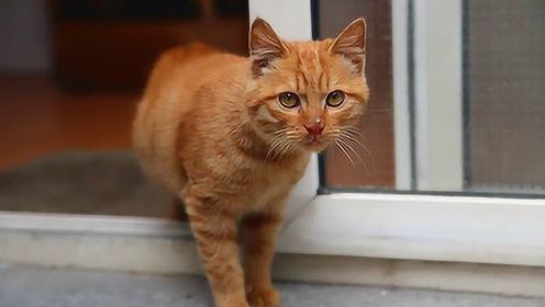 猫看见主人洗澡为什么总是守着门口叫个不停？