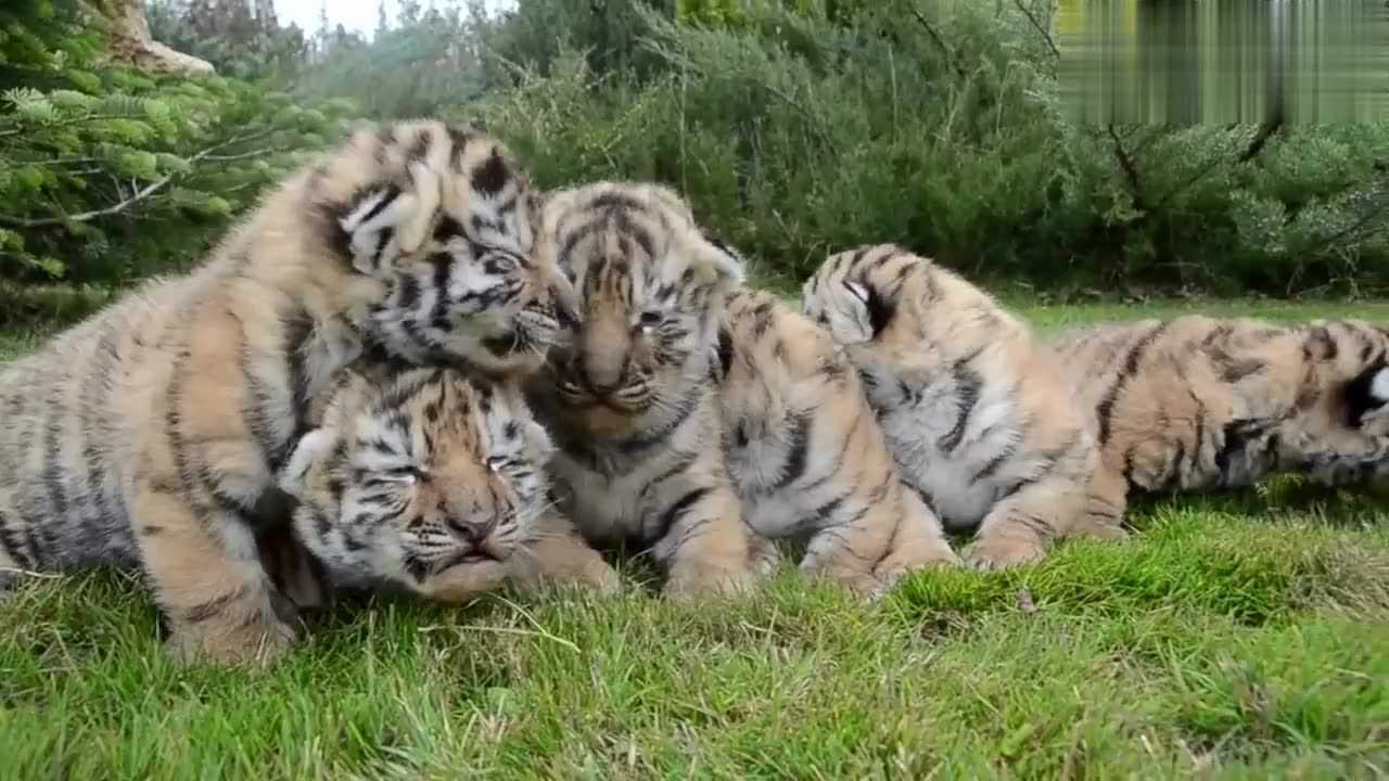 6只毛茸茸的小老虎看完有没想抱一只回家养的感觉