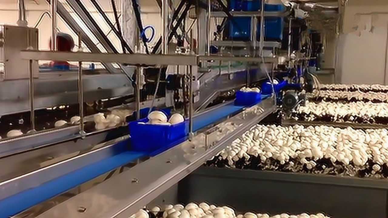 蘑菇从种植到采摘全自动化机器完成整个过程太先进了