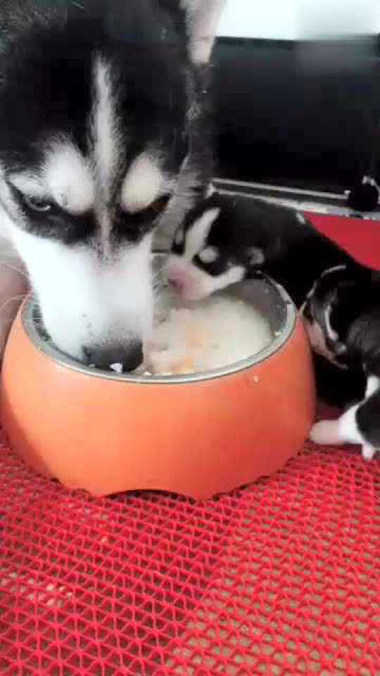 哈士奇母子一起吃饭,画面很温馨