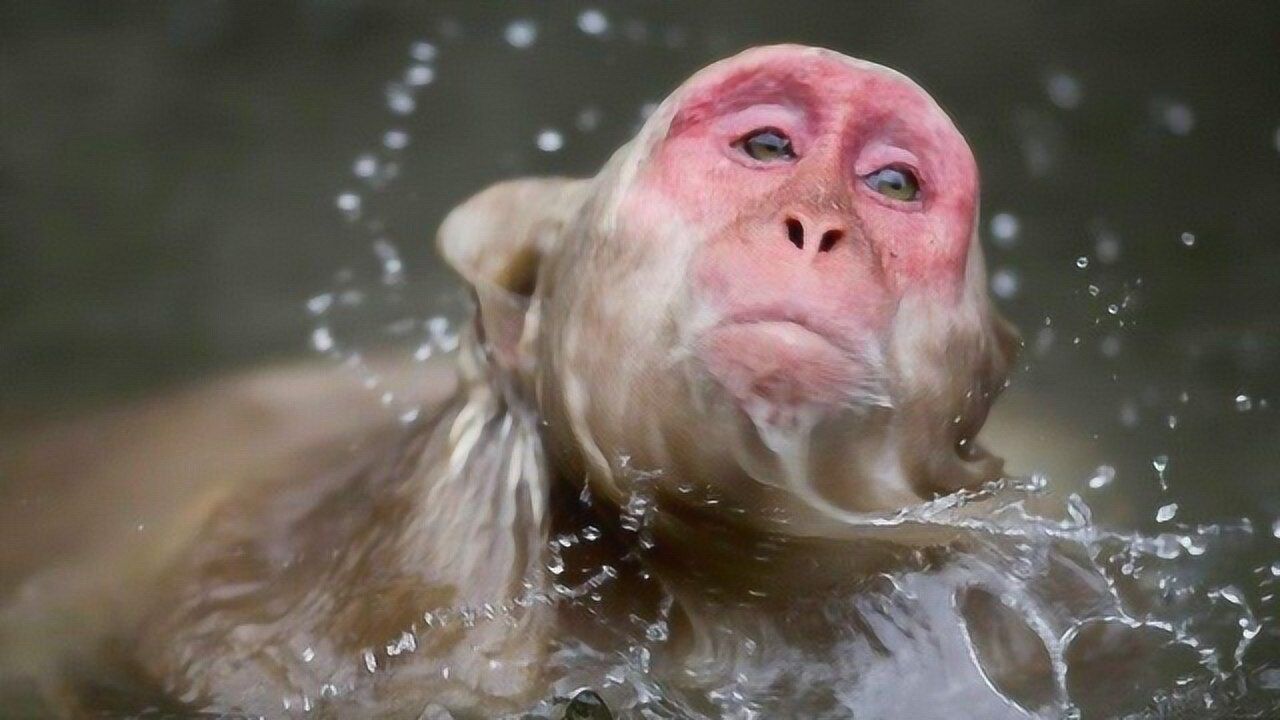 看猩猩洗澡的那些事一个比一个疯狂最后一个直接恶心到了