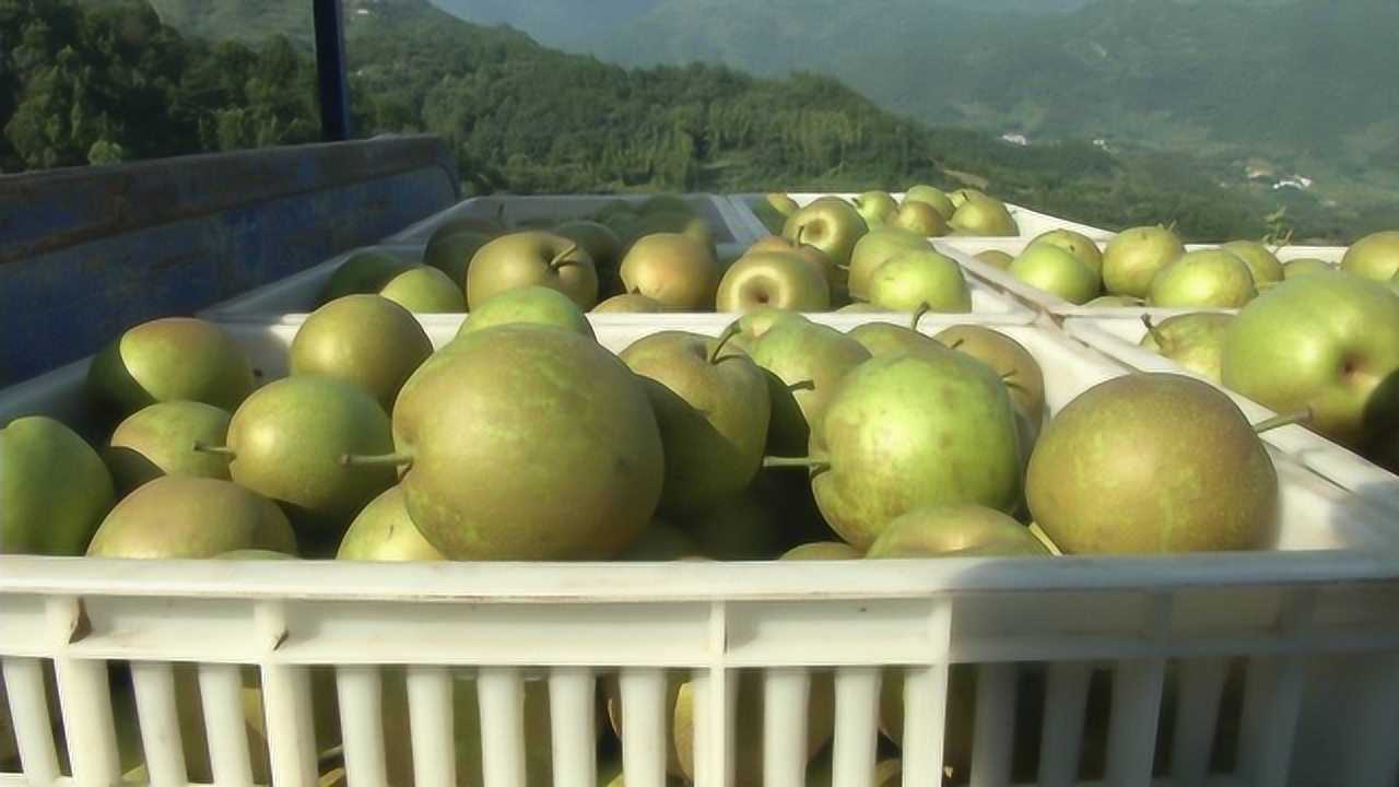 5万斤冰糖雪梨滞销,等您爱心接“梨”!皮薄核小3元一斤_高清1080P在线观看平台_腾讯视频