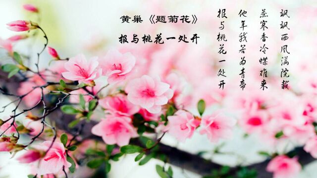 黄巢《题菊花》诵读教学版