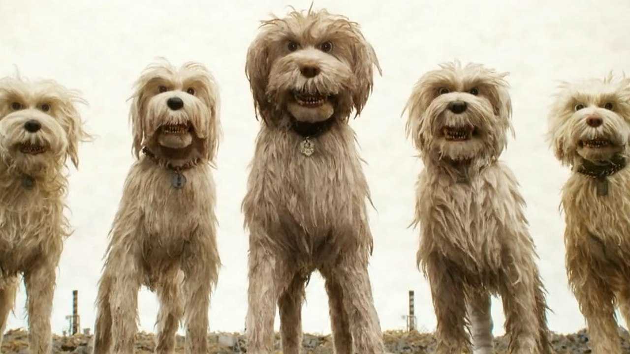 豆瓣高分动画犬之岛男孩为找寻爱犬竟不惜一切爱犬人应该看下