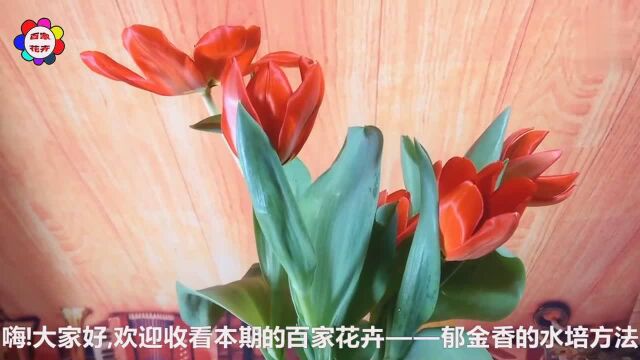 郁金香的水培方法与技巧,加点它2周内开花,花红绿叶太美了