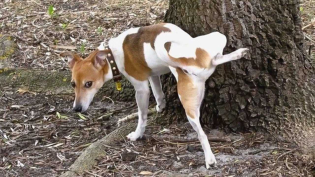 狗狗拉尿时,为什么要抬起一条腿?真正原因不止一个