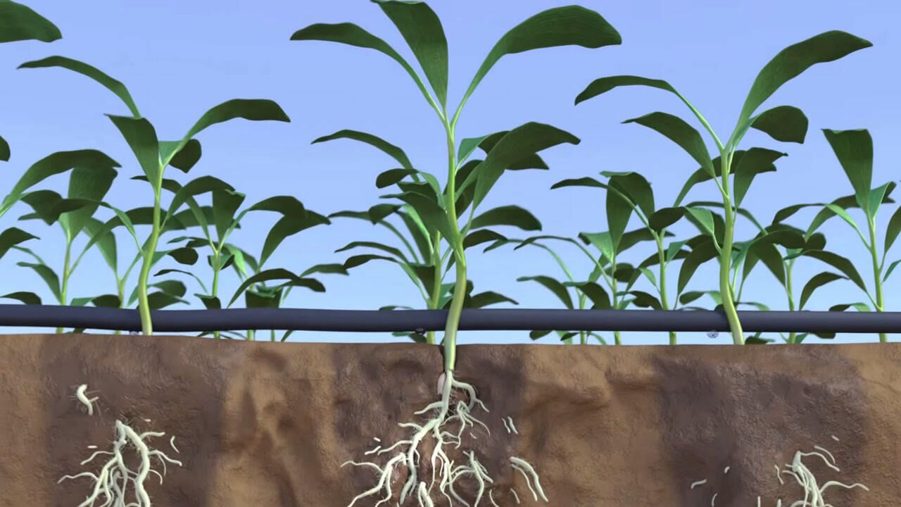 3d动画演示根结线虫危害农作物根系,原来滴灌还有这样的作用!