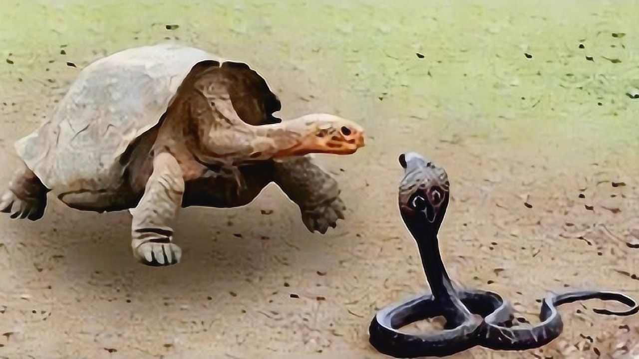 鳄龟捕食眼镜蛇这家伙吃东西真慢蛇是老受罪了