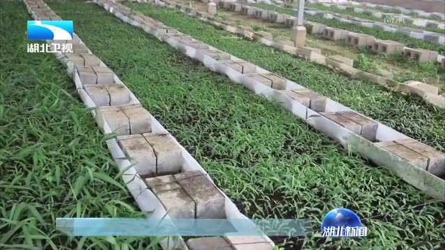 神农架:瞄准有效供给 中医药产业显活力