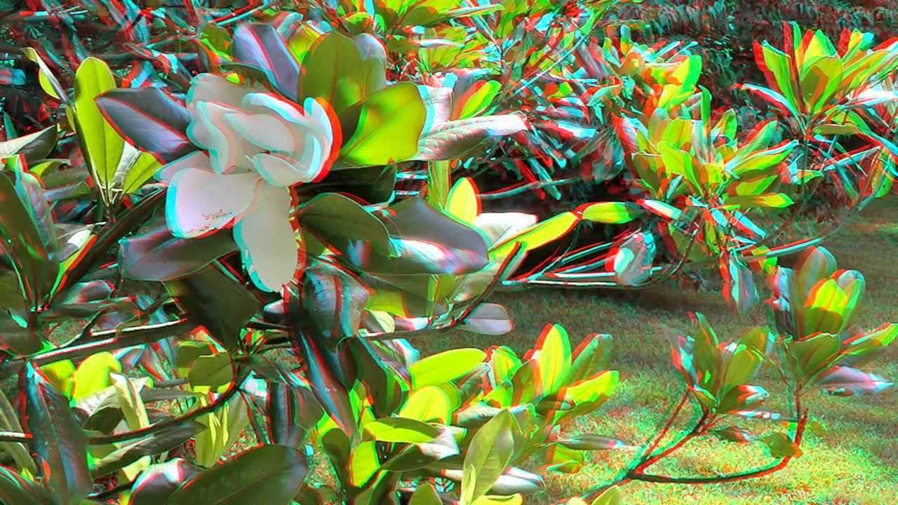 千姿百态广玉兰(14)-3d红蓝版