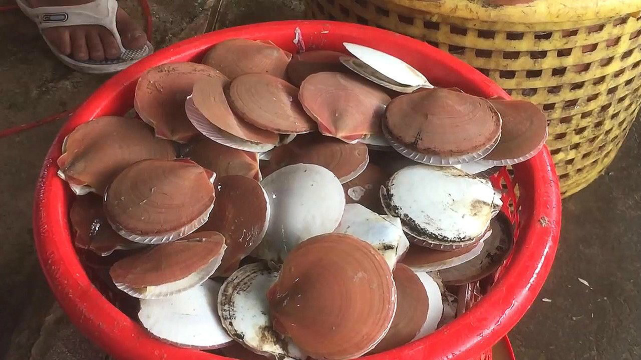 日月贝剥肉,这种扇贝的壳一半白色一半红色!
