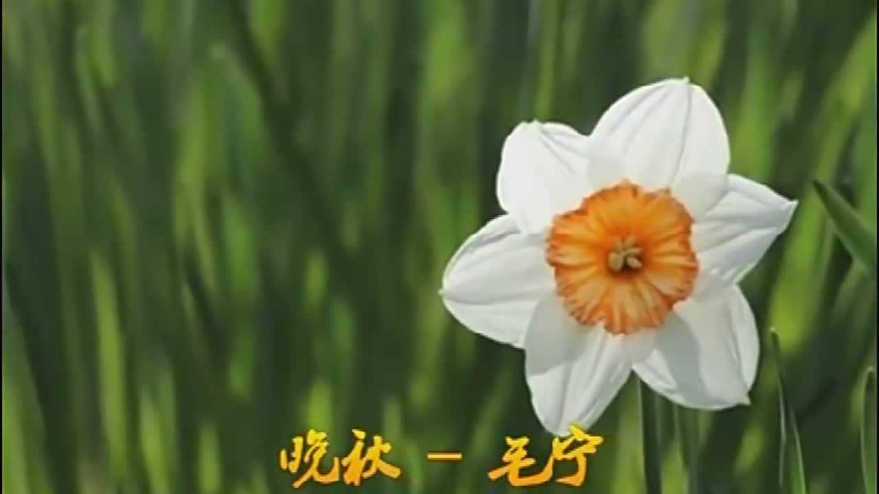 毛宁原唱《晚秋》80年代经典歌曲,满满的回忆_高清1080P在线观看平台_腾讯视频