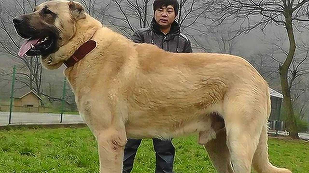 中亞牧羊犬大戰土耳其坎高大型猛犬的生死較量