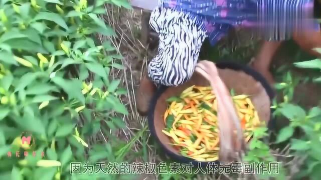 农民种植“朝天椒”亩产3000斤,除了用来吃,这种用途让人大开眼界!