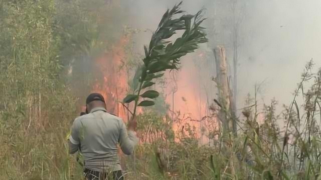 印尼西加里曼丹森林大火持续一月已致四人死亡