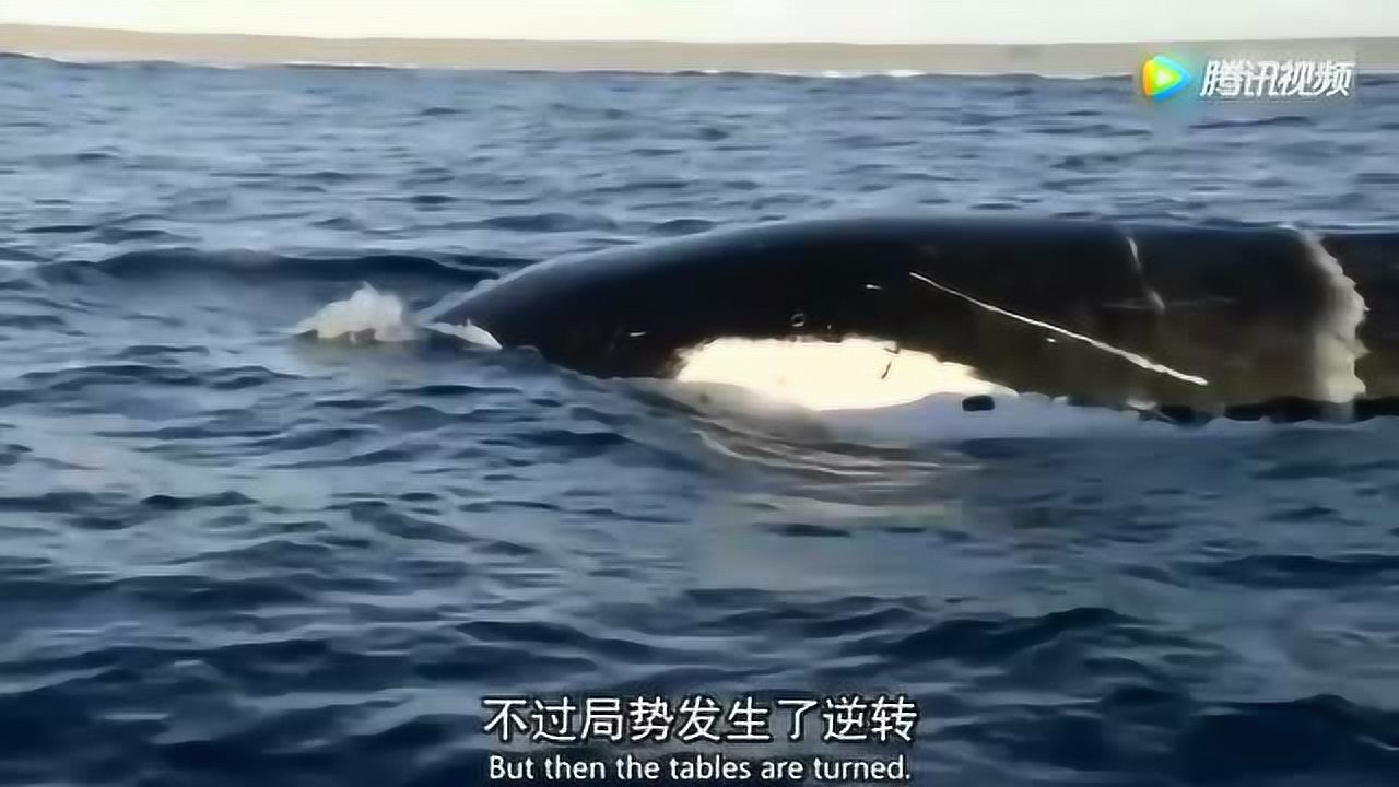 座头鲸打虎鲸图片