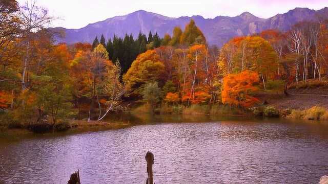 日本秋天美景,这个景色好独特