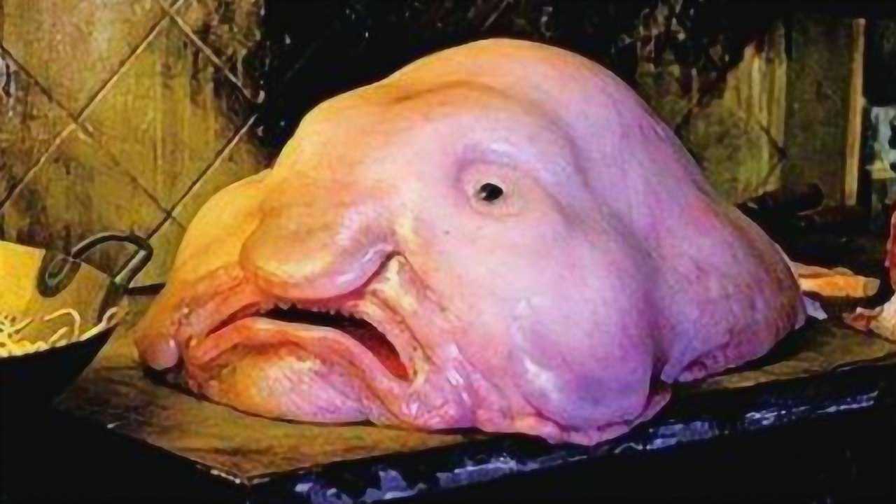 世界上最丑的鱼全身上下没有一块骨头网友丑到没朋友