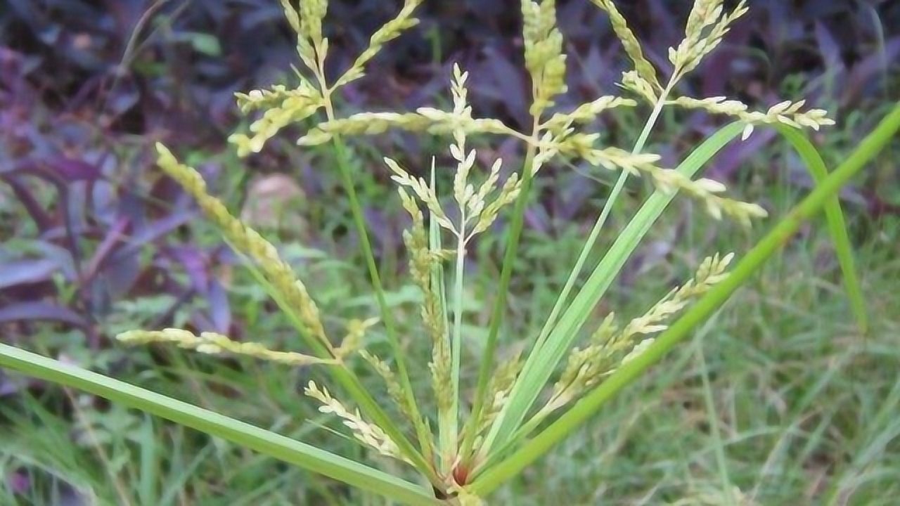 清热解毒的三棱草,究竟还有哪些妙用呢?学会受用一生!