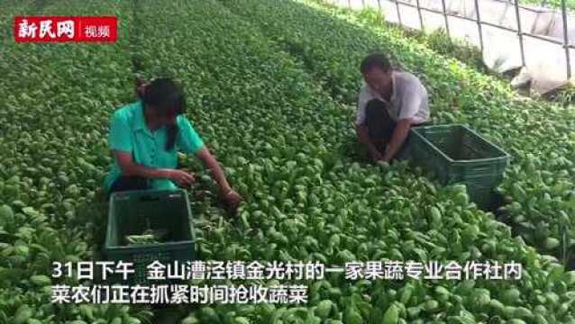 沪蔬菜价格现上涨 菜农抢收蔬菜确保供应