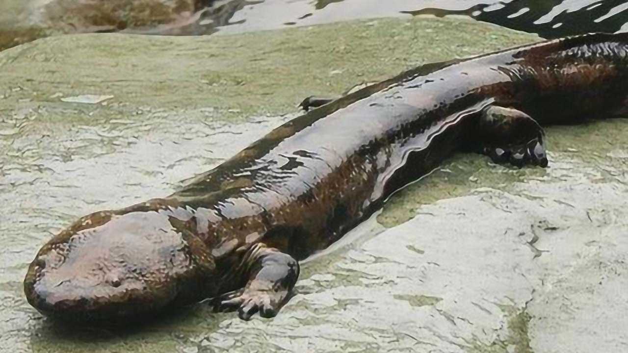 世界上最大的娃娃鱼,活了200多年,如今过上养老生活!