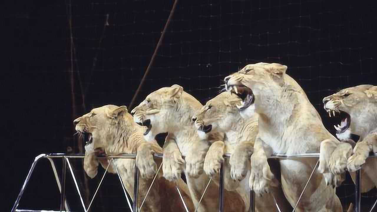 马戏团狮子咬人图片
