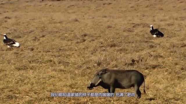 巨林猪有多厉害?浑身肌肉,体重达450斤,狮子见它也要绕着走!