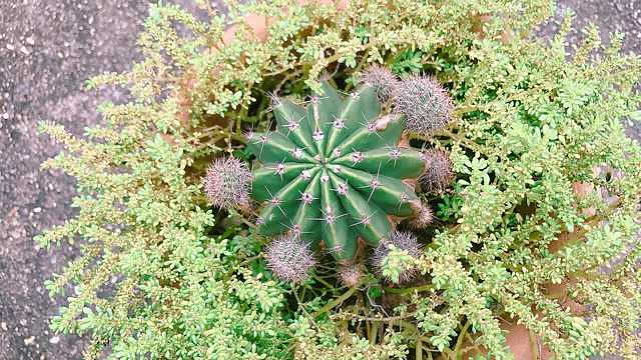 3年的仙人球,妻妾成群,多子多福,您喜欢这样的盆栽吗?