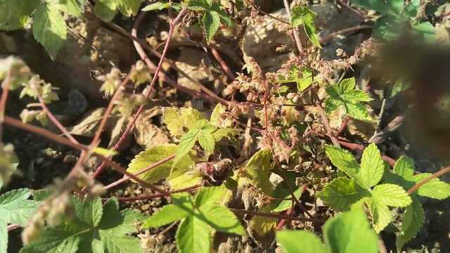 葎草花开,一只小蜜蜂在采花,忙死了