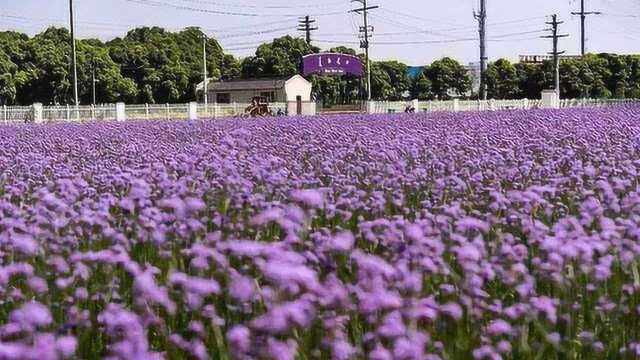 美栖村:靠着一片花,村民有钱花,克服资源不足,另谋发展之路